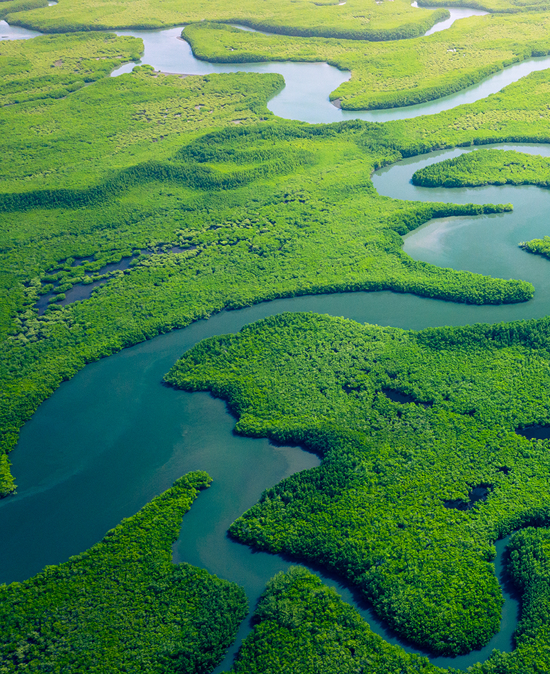Gambia Mangroves. Aerial view of mangrove forest in Gambia. Phot